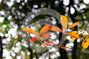 close up of the back leaf that changing the color during fall season