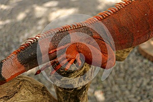 Close up of back leg of beautiful Red iguana on branch. Animal closeup of Orange colored Iguana sits on tree. A subspecies of the