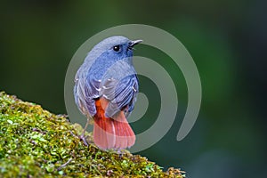 Close up back side of Plumbeous Water Redstart photo