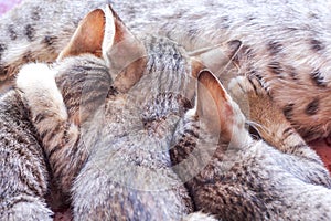 Back of  three baby cat  drinking milk from mother breast , animal family on background