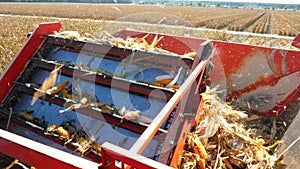 Close up, back View from cabin of big red combine harvester machine, filtering Fresh ripe corncobs from the leaves and