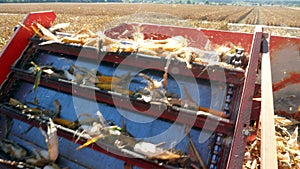 Close up, back View from cabin of big red combine harvester machine, filtering Fresh ripe corncobs from the leaves and