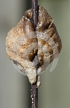 Close up, back view of a Praying mantis nest.