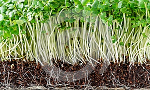 Close up background of arugula microgreen sprouts with potted soil.