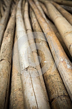 Close up background of dry thick bamboo poles