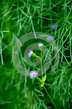 Close-up background of Eupatorium capillifolium flower bush in the garden