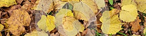 Close-up background of fallen autumn birch leaves.