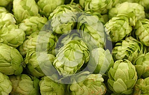 Close up background of fresh green beer hops
