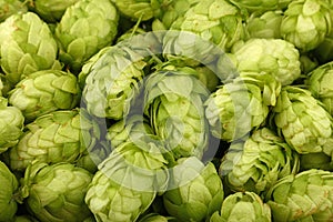 Close up background of fresh green beer hops