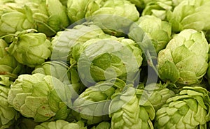 Close up background of fresh green beer hops