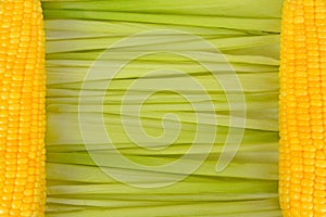 Close up background of green corn cob leaves are laid horizontally and two yellow corn cobs on left and right side