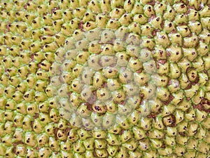 Close-up background of green jackfruit texture of tropical fruit pattern