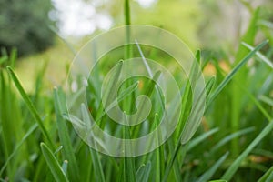 Close-up background image of bright green blades of grass