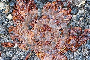 Close-up background image of maple leaf with rain drops