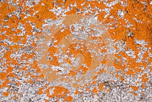 Close-up background of natural texture of bright orange lichen,