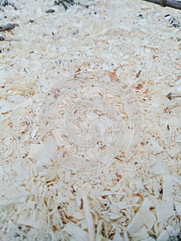 Close up background with selective focus of beige wooden surface. Sawdust and branches from sawn tree on the ground. Wood dust