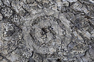 The bark of an old apple tree