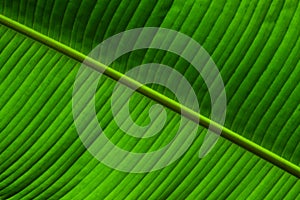 Close up background texture of green palm leaf veins