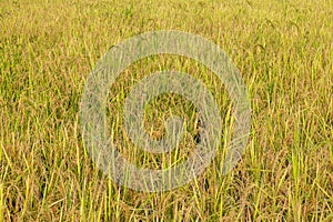 Close-up backgrounds of rice fields filled with ears of various types of rice near trees