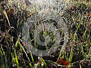 Close-up of wet grass in a meadow after rain on an autumn day