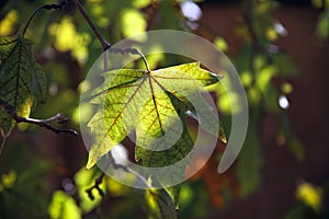 Close-up of a backlighted leaf of maple with the veins in evidence, hanging from the branch, against the faded green of the foliag
