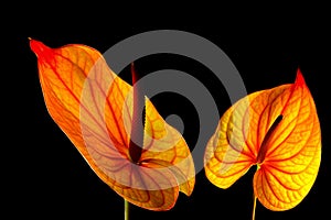 Close up of backlit anthurium flowers on black background close up on dark background