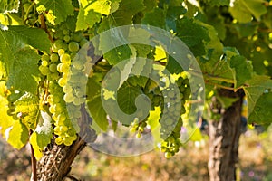 Backlit bunches of ripe Sauvignon Blanc grapes on vine in vineyard with copy space