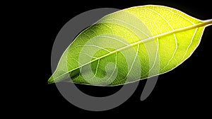 Close Up of a Backlit Green Leaf on Black
