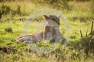 Close-up of backlit lioness lying in grass