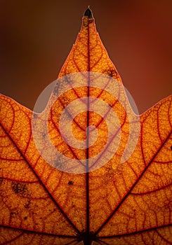Close-up of a Backlit Orange and Red Autumn Leaf