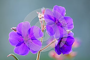 Close-up of backlit purple princess flowers at Hatley Castle, Victoria, BC Canada