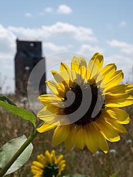 Close Up of a Backlit Yellow Sunflower with a Grain Elevator in