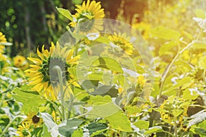 Close-up Backside Sunflower in Garden morning.