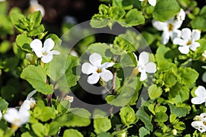 close up of Bacopa monnieri flower, also called waterhyssop, brahmi, thyme-leafed gratiola, water hyssop, herb of grace, Indian