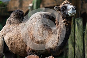 Close-Up of a Bactrian Camel at Zoo