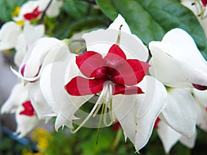 Close up of Bagflower, Clerodendrum thomsoniae.