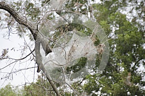 Close up of bagworms