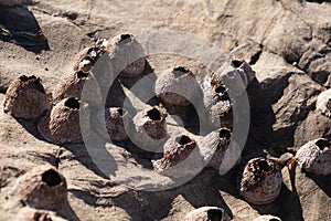 Close-up of the Balanomorpha on a rocky shore