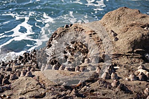 Close-up of the Balanomorpha on a rocky shore