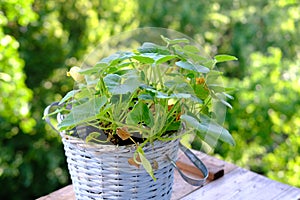 close-up of balcony garden plants pumpkin vegetable, background of spring green foliage of trees, seasonal flowering, gardening,