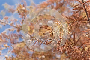 Close-up Bald Cypress tree autumn leaves with round cones in Tex