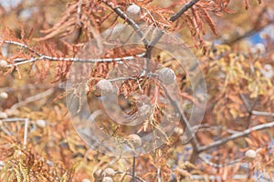 Close-up Bald Cypress tree autumn leaves with round cones in Tex