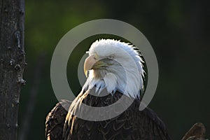 Close up of a Bald Eagle