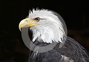 Close up of Bald Eagle