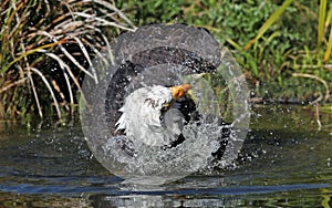 Close up of a Bald Eagle