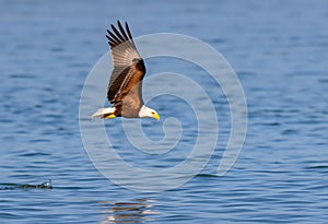 A close up of a Bald Eagle flying over water