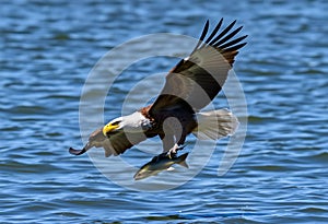 A close up of a Bald Eagle flying over water