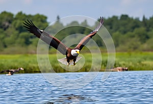 A close up of a Bald Eagle flying over water