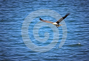 A close up of a Bald Eagle flying over water