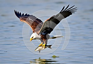 A close up of a Bald Eagle flying over water